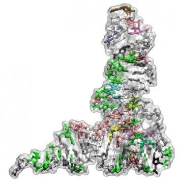 Discovery of a fundamental limit to the evolution of the genetic code