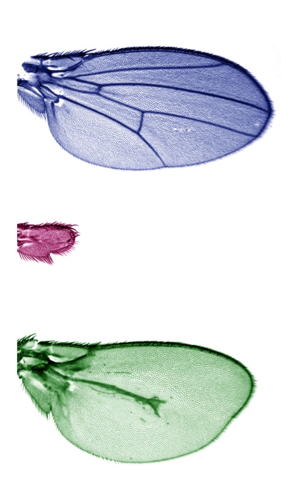 La mosca Drosophila revela nuevas claves en el crecimiento de extremidades