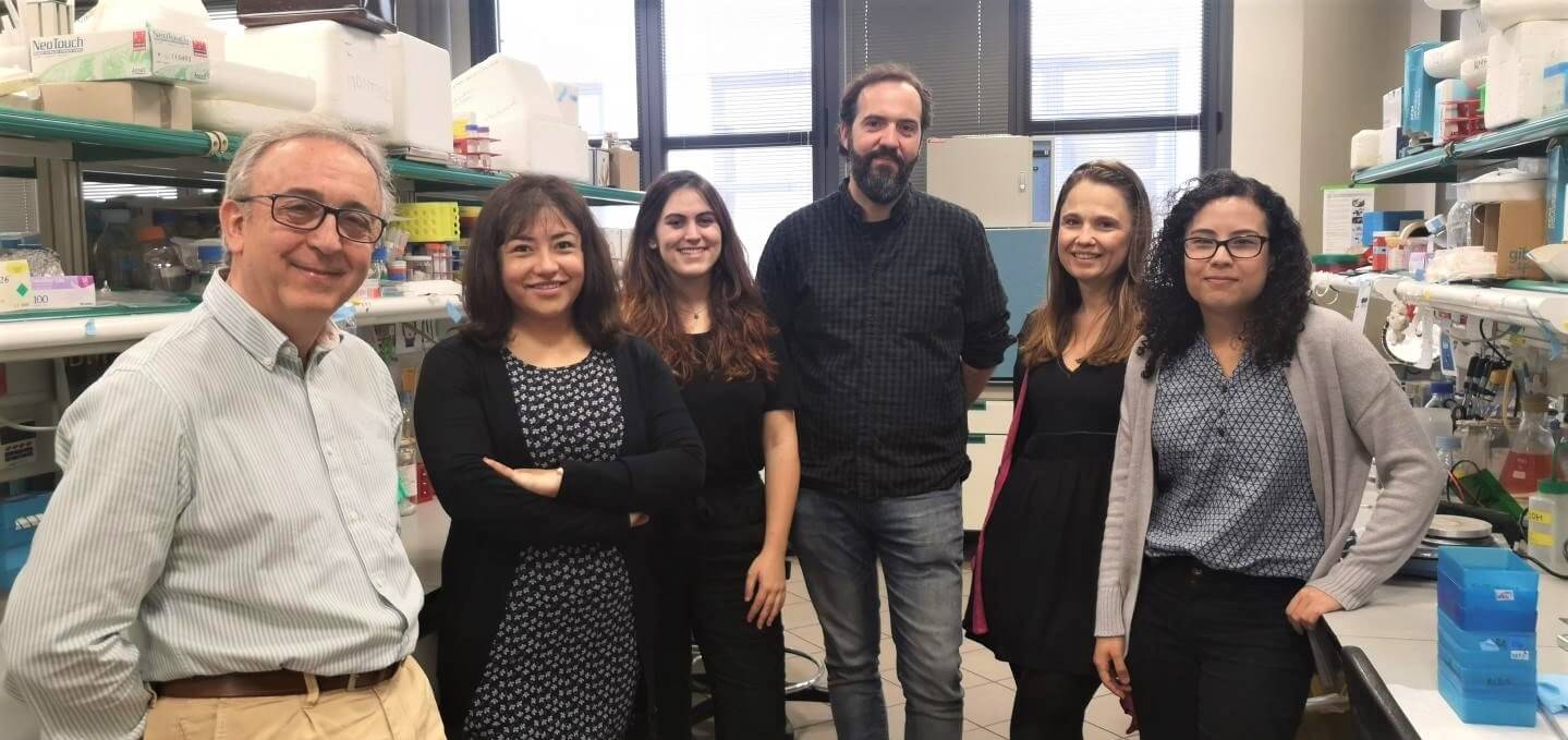 Researchers at IRB Barcelona identify a protein that protects against non-alcoholic fatty liver disease