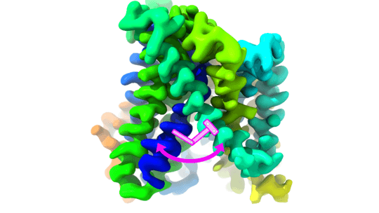 Estructura de la proteïna de membrana BasC resolta per cryoEM. Es mostra un esquema que representa l'estructura del transportador, destacant en rosa la lisina clau que actua com un moll al mecanisme d'obertura i tancament de la porta interior. 